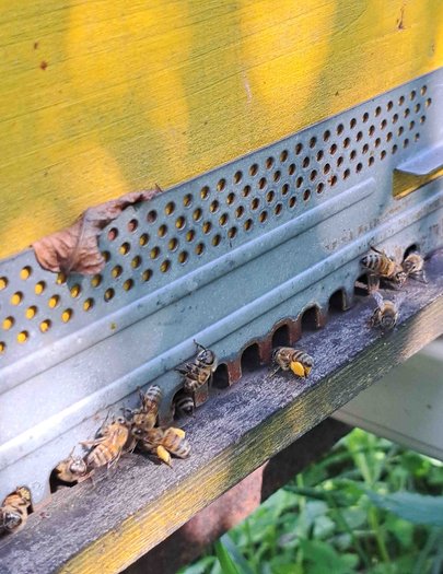 Hive image