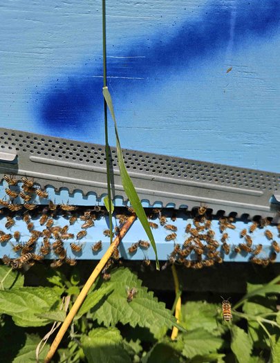 Hive image
