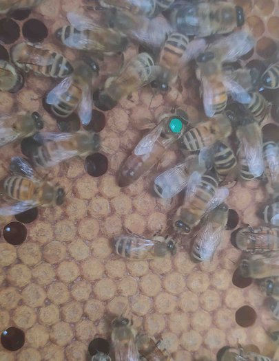 Hive image