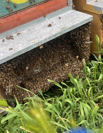 Hive image