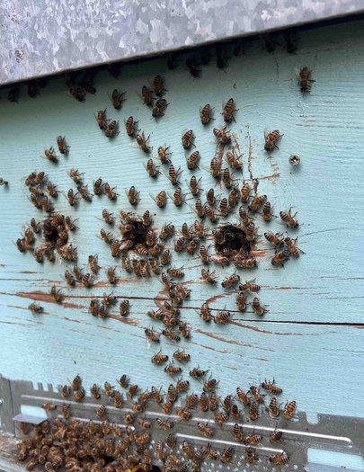 Hive image