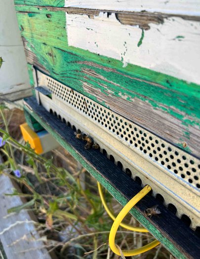 Hive image