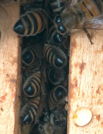 Hive image