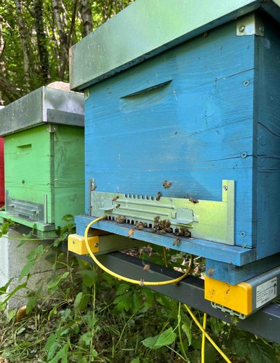 Hive image